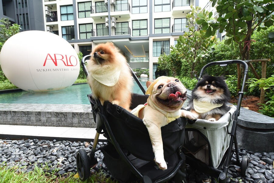 pet friendly condo ARLO Sukhumvit 105